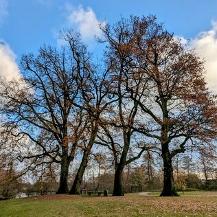 Den Zustand der Bäume in Delmenhorst hat der Fachdienst Stadtgrün und Naturschutz im Blick. | Bild: Fiedler