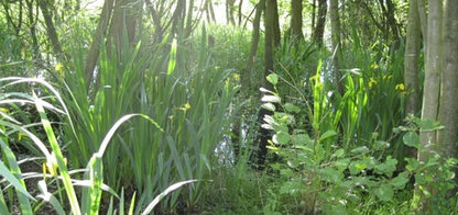 Erlenbruch am See (Bild: Stadt)