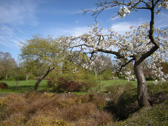 Kirschblüte im Geografischen Garten.
