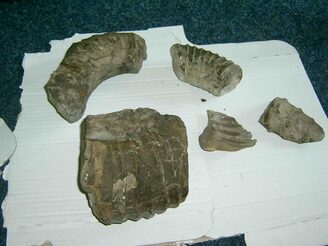 Sogar versteinerte Ammoniten sind beim Aufräumtag gefunden worden.